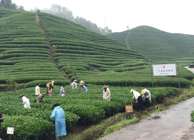 茶山游学 | 三千茶农汇聚武夷，共赴茶叶探索之旅